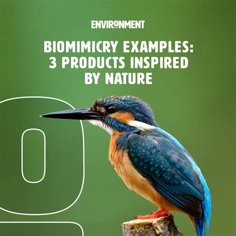Biomimicry examples. Things To Know About Biomimicry examples. 